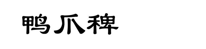 鸭爪稗